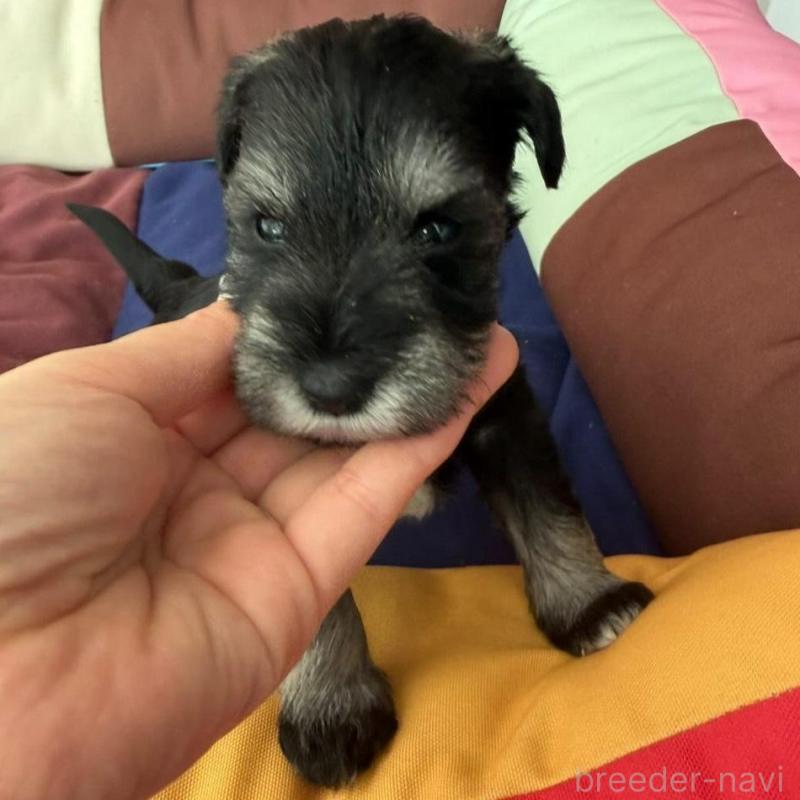 販売中の静岡県のミニチュアシュナウザー-440476の4枚目