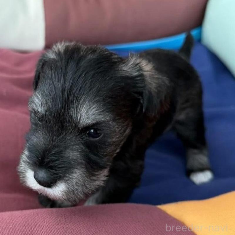 販売中の静岡県のミニチュアシュナウザー-440476の3枚目