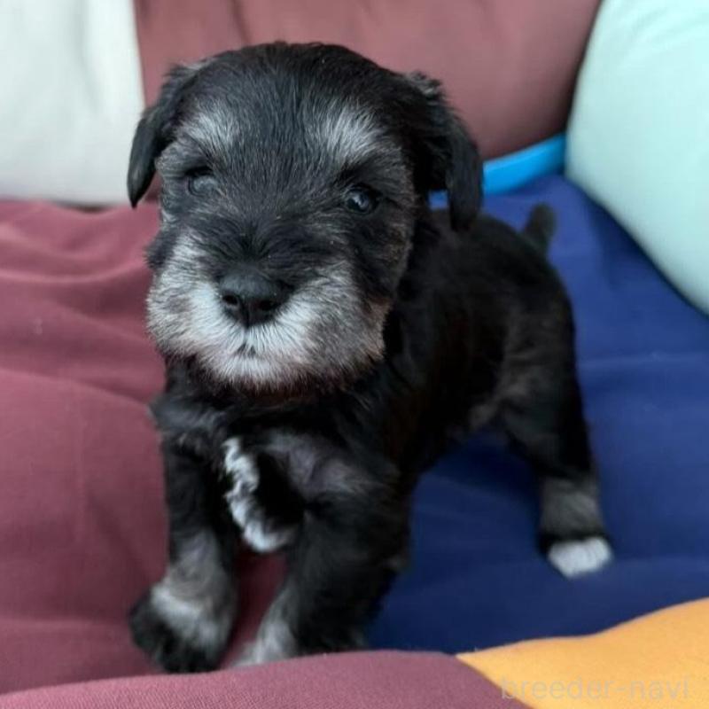 販売中の静岡県のミニチュアシュナウザー-440476の1枚目