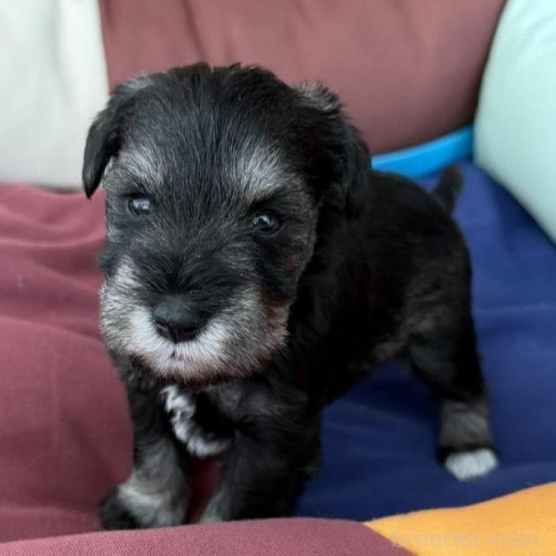 販売中の静岡県のミニチュアシュナウザー-440476の2枚目