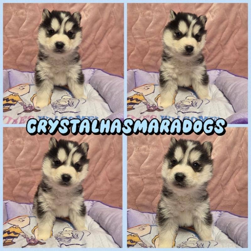 販売中の北海道のシベリアンハスキー-440477