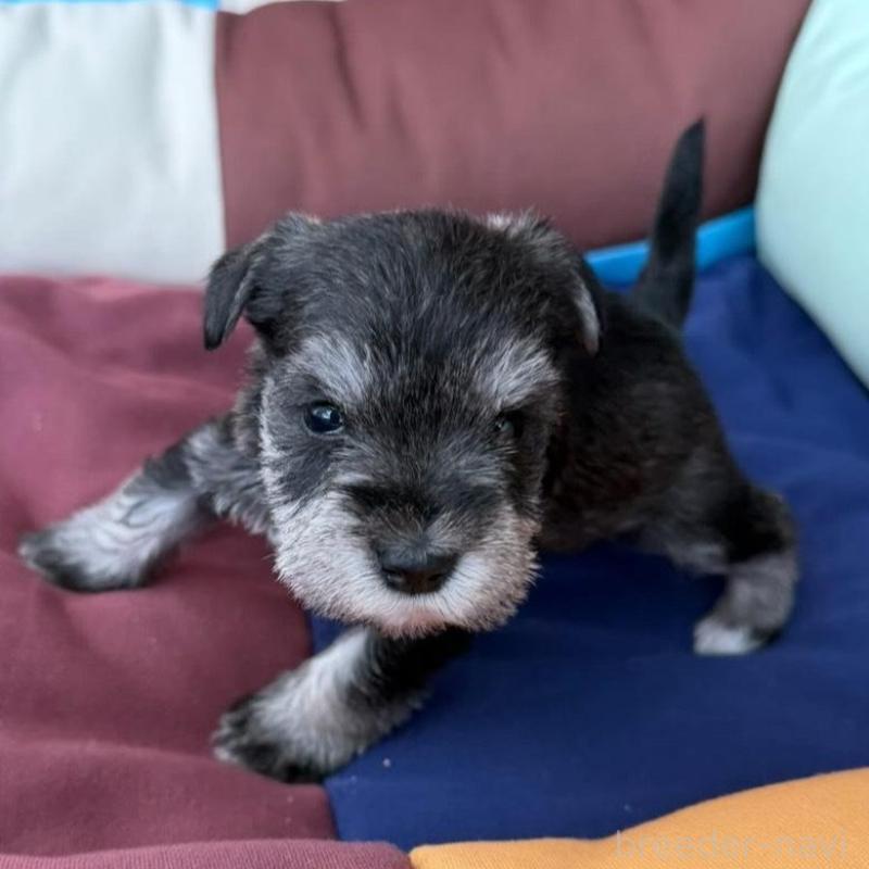 販売中の静岡県のミニチュアシュナウザー-440479の6枚目