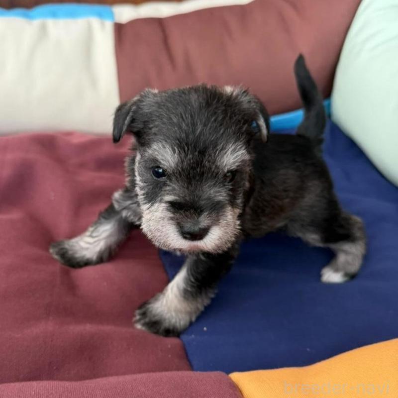 販売中の静岡県のミニチュアシュナウザー-440479の5枚目