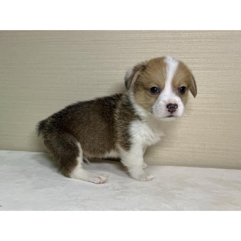 販売中の茨城県のウェルシュコーギーペンブローク-440478の3枚目