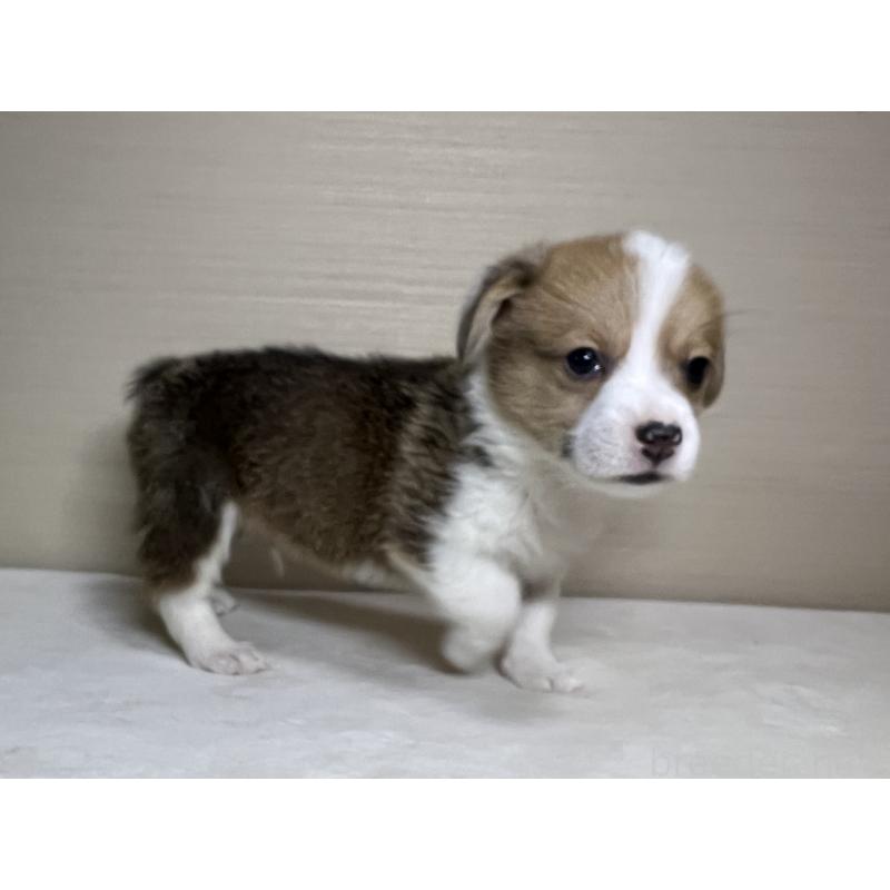 販売中の茨城県のウェルシュコーギーペンブローク-440478の2枚目