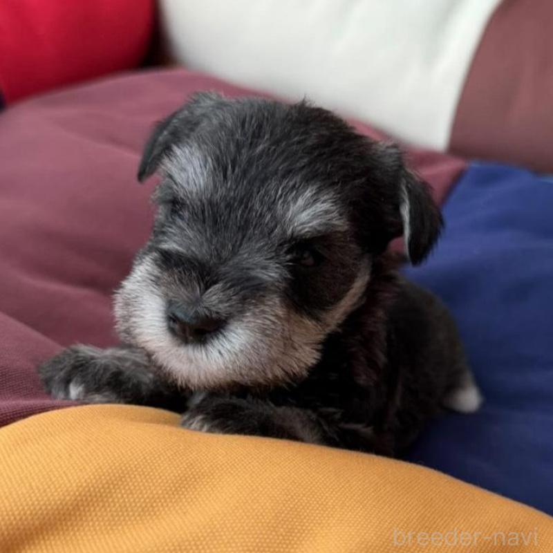 販売中の静岡県のミニチュアシュナウザー-440479の4枚目