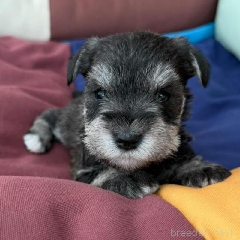 販売中の静岡県のミニチュアシュナウザー-440479の3枚目