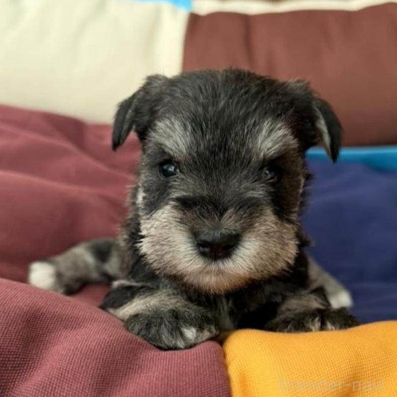 販売中の静岡県のミニチュアシュナウザー-440479の2枚目