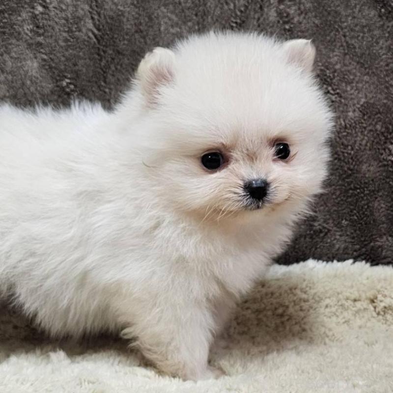 販売中の埼玉県のポメラニアン-440480の6枚目