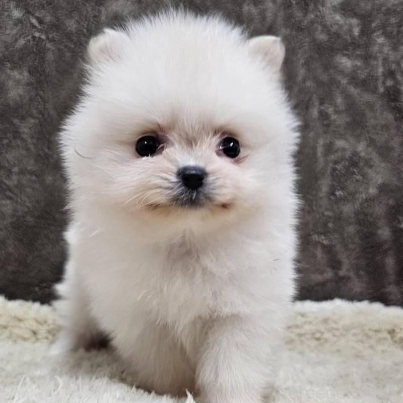 販売中の埼玉県のポメラニアン-440480の5枚目