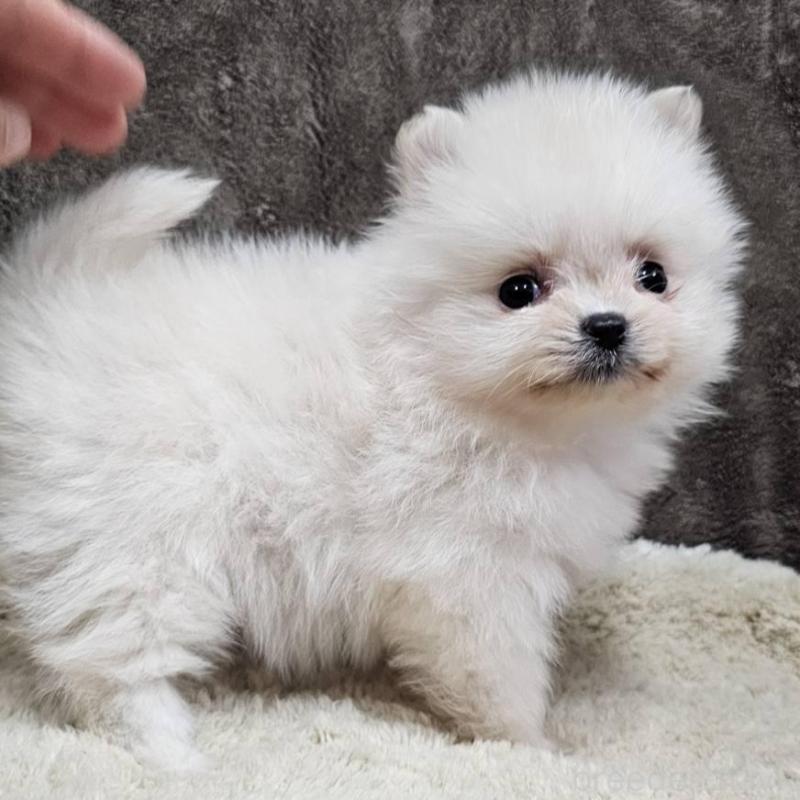 販売中の埼玉県のポメラニアン-440480の4枚目