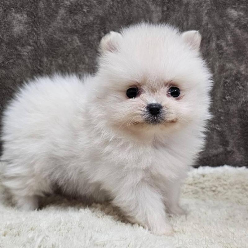 販売中の埼玉県のポメラニアン-440480の3枚目