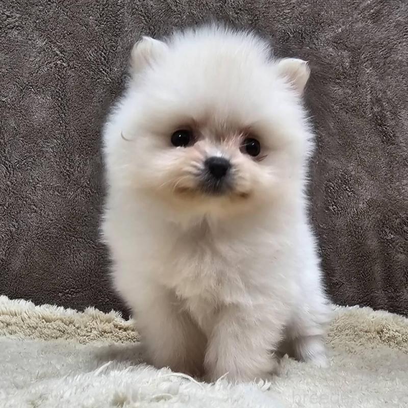 販売中の埼玉県のポメラニアン-440480の2枚目