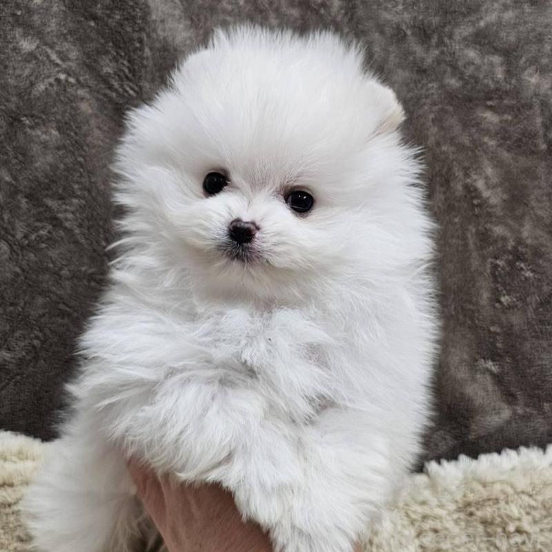 販売中の埼玉県のポメラニアン-437872の2枚目