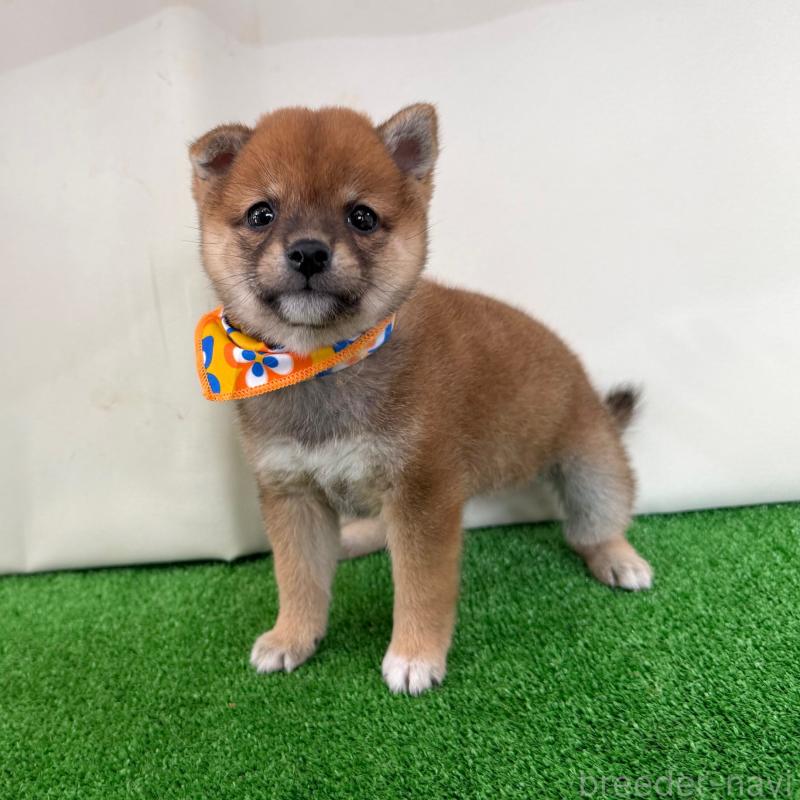 販売中の神奈川県の豆柴-440482