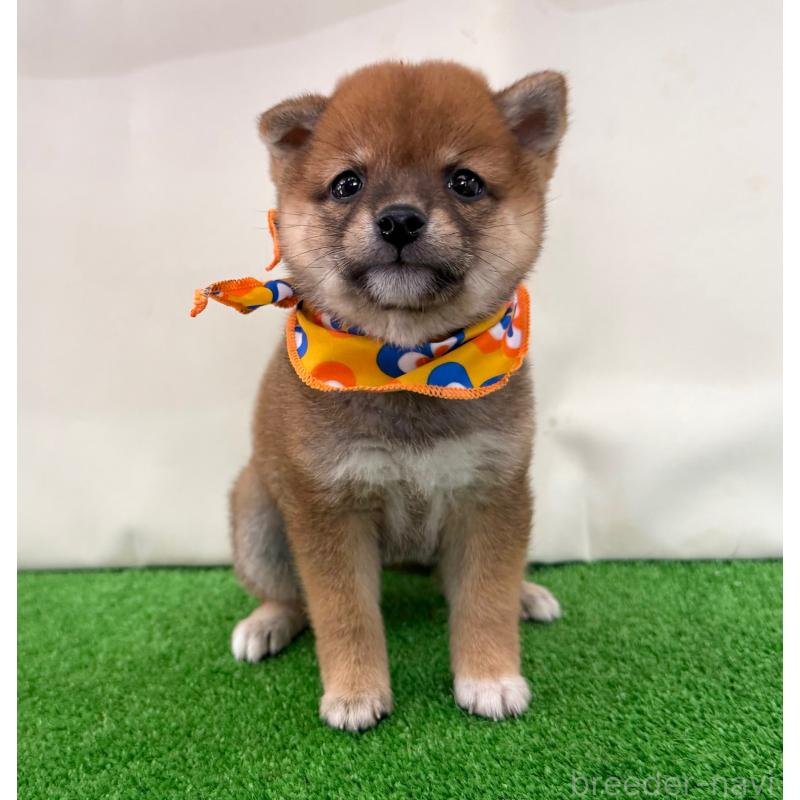 販売中の神奈川県の豆柴-440482の4枚目