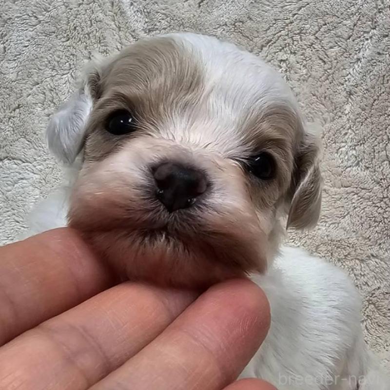 販売中の埼玉県のマルプー:マルチーズ×トイプードル-440481の1枚目