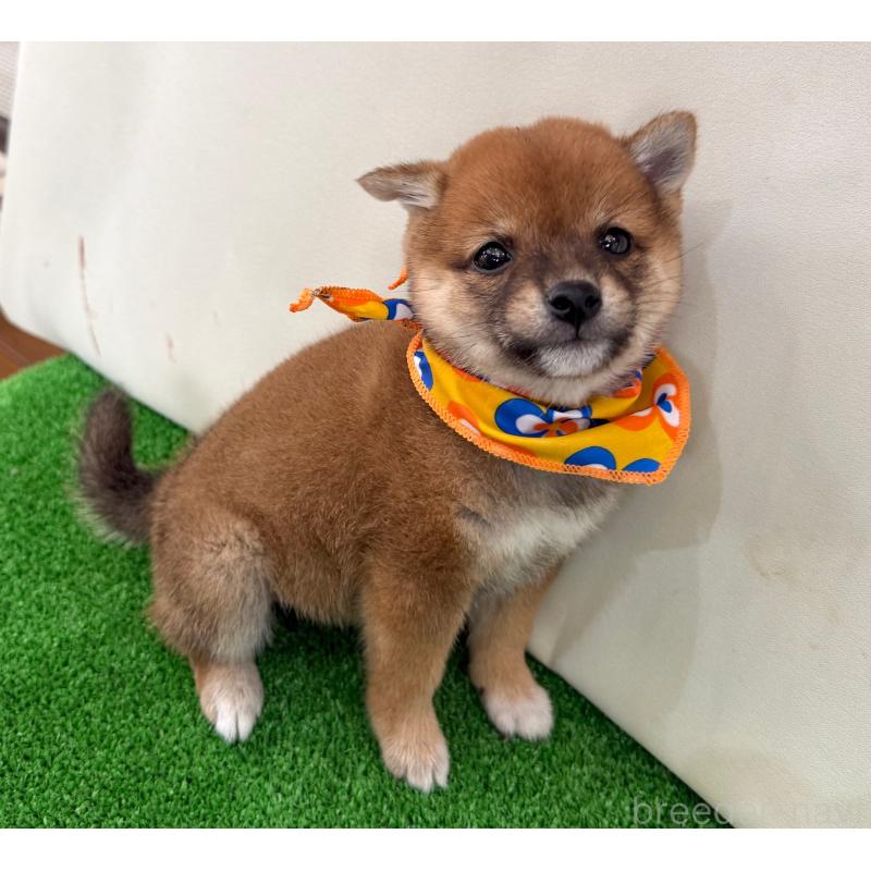 販売中の神奈川県の豆柴-440482の3枚目