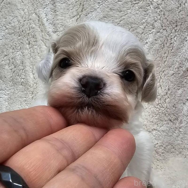 販売中の埼玉県のマルプー:マルチーズ×トイプードル-440481の7枚目