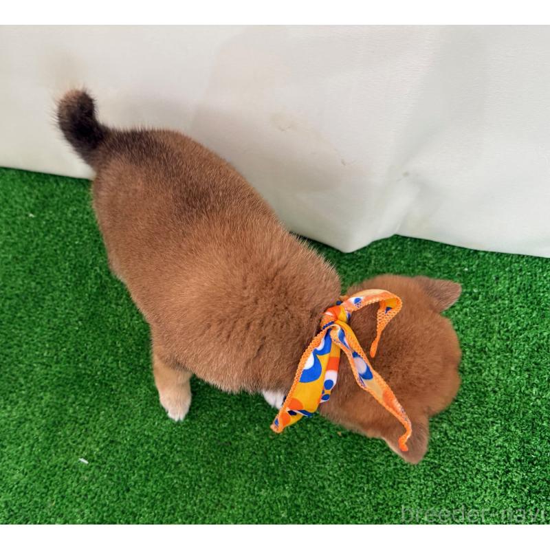 販売中の神奈川県の豆柴-440482の2枚目