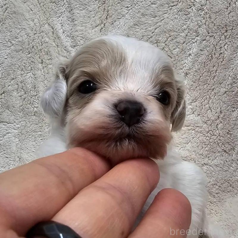 販売中の埼玉県のマルプー:マルチーズ×トイプードル-440481の6枚目