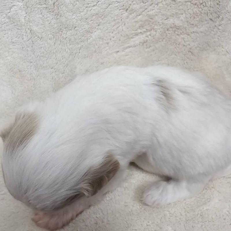 販売中の埼玉県のマルプー:マルチーズ×トイプードル-440481の5枚目