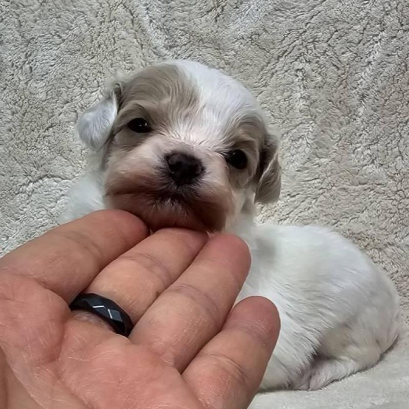 販売中の埼玉県のマルプー:マルチーズ×トイプードル-440481の4枚目