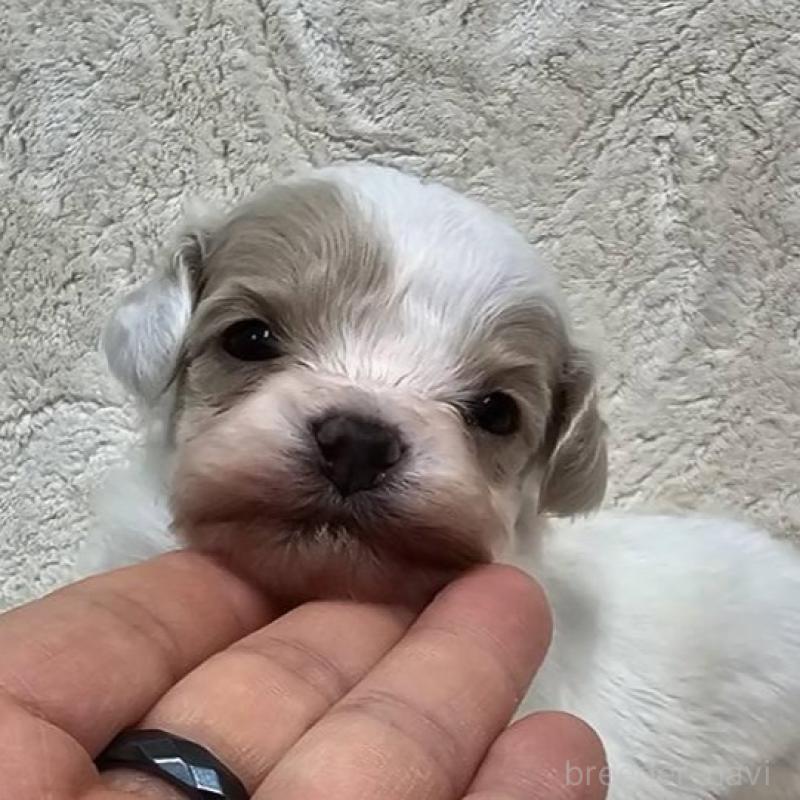 販売中の埼玉県のマルプー:マルチーズ×トイプードル-440481の3枚目