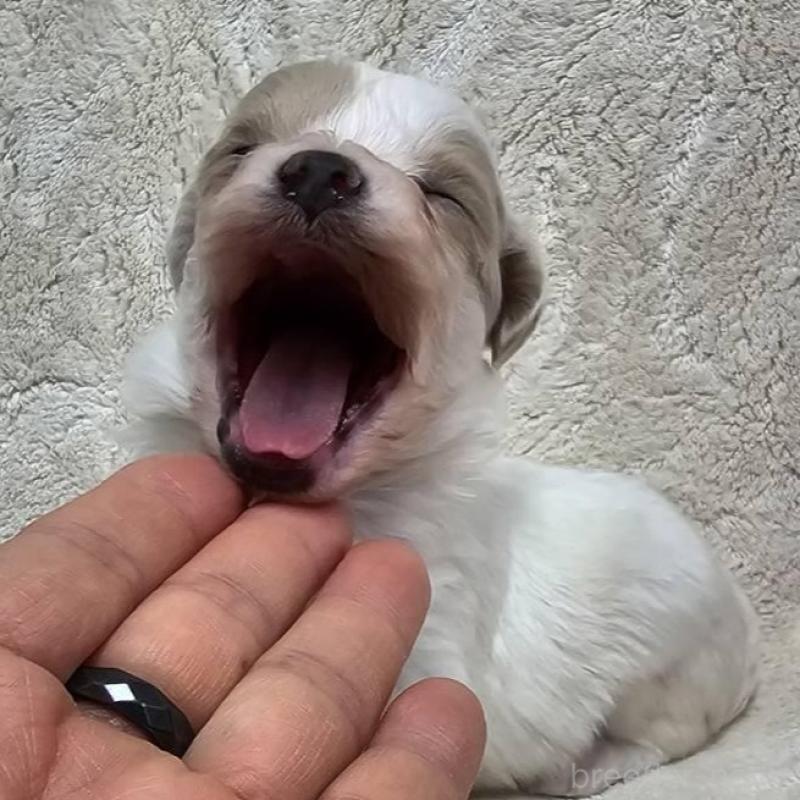 販売中の埼玉県のマルプー:マルチーズ×トイプードル-440481の2枚目