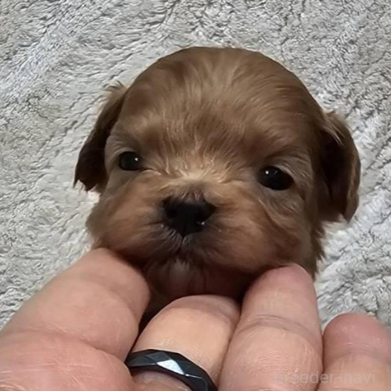 販売中の埼玉県のマルプー:マルチーズ×トイプードル-440483