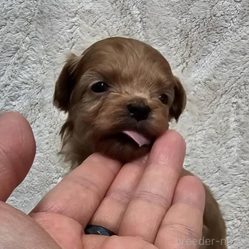 販売中の埼玉県のマルプー:マルチーズ×トイプードル-440483の2枚目