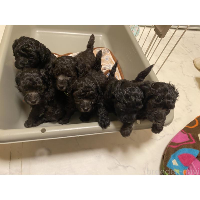 成約済の岡山県のトイプードル-438844の2枚目