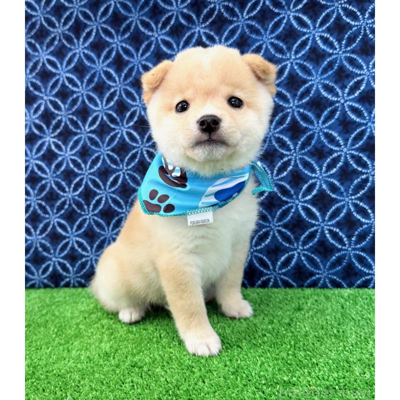 販売中の神奈川県の豆柴-440484の4枚目