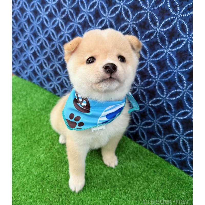 販売中の神奈川県の豆柴-440484の3枚目