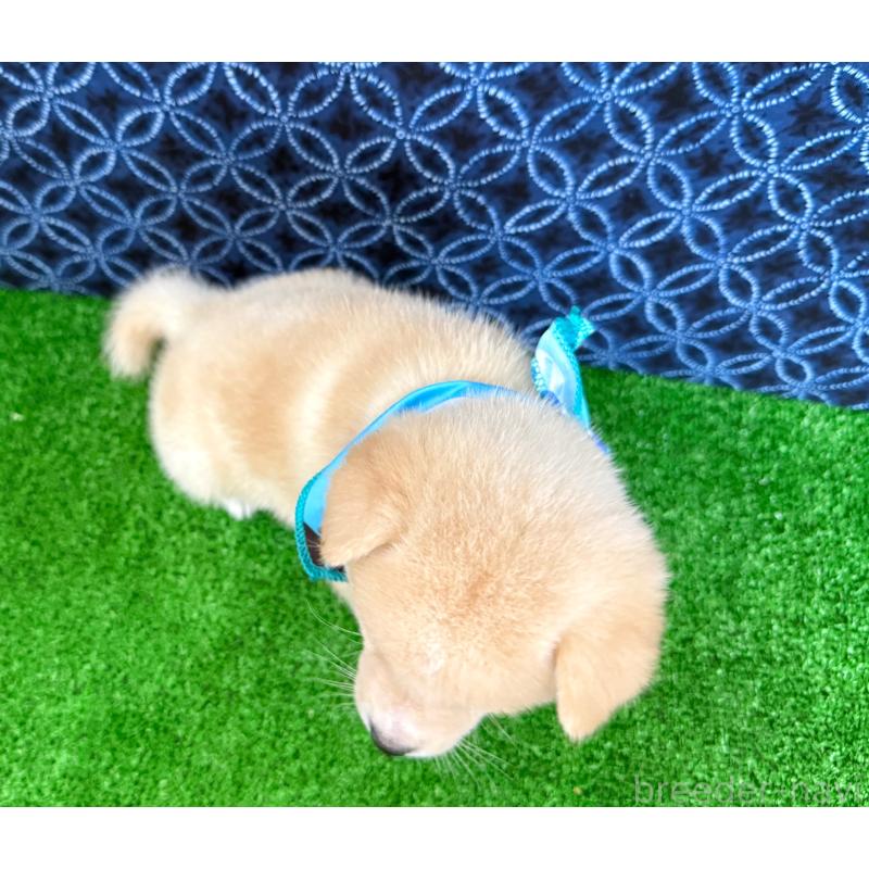 販売中の神奈川県の豆柴-440484の2枚目