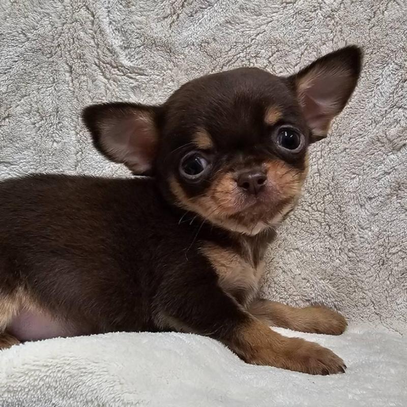 販売中の埼玉県のチワワ(スムースコート)-440487の1枚目