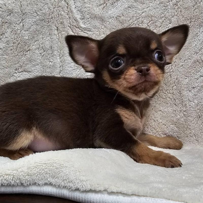 販売中の埼玉県のチワワ(スムースコート)-440487の9枚目