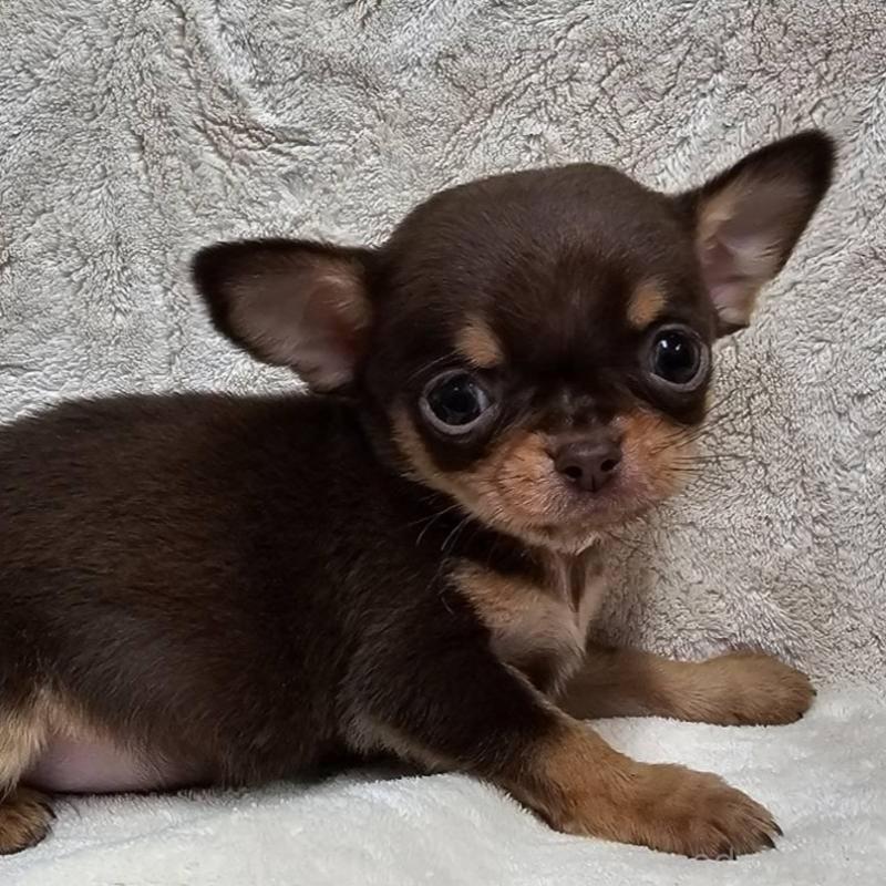 販売中の埼玉県のチワワ(スムースコート)-440487の8枚目