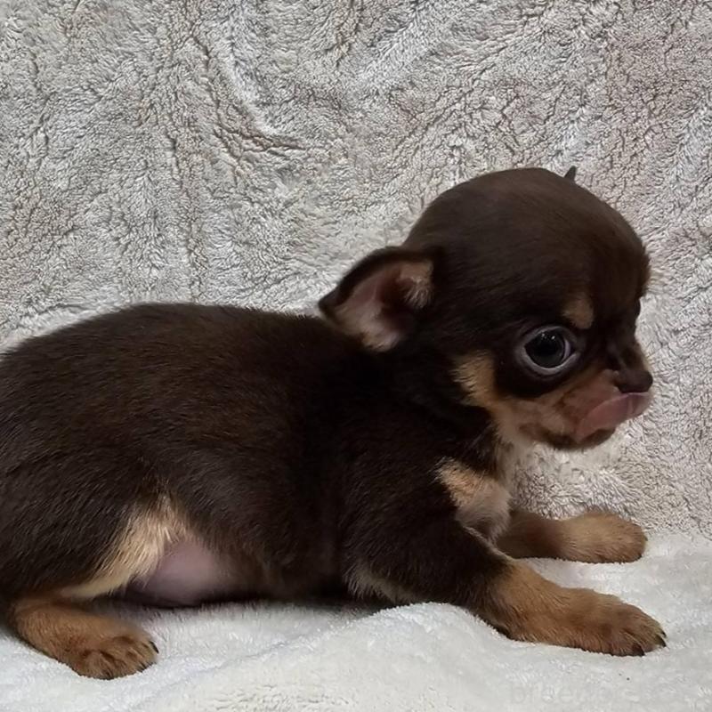 販売中の埼玉県のチワワ(スムースコート)-440487の6枚目