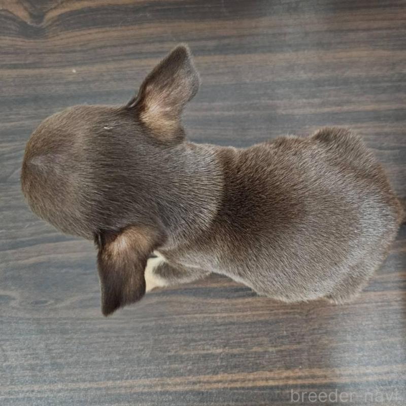 販売中の埼玉県のチワワ(スムースコート)-440487の5枚目