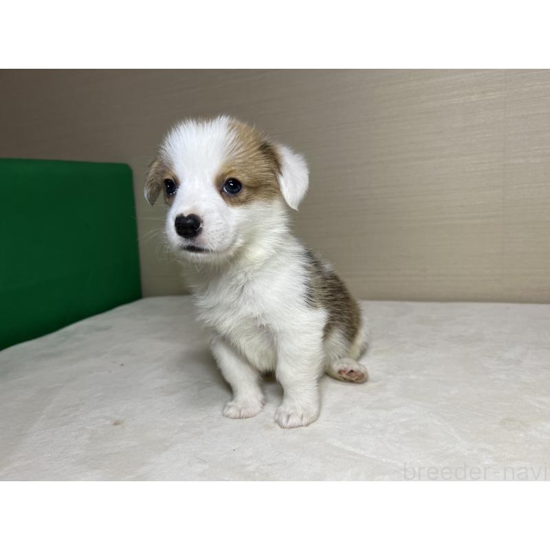 販売中の茨城県のウェルシュコーギーペンブローク-440485の5枚目