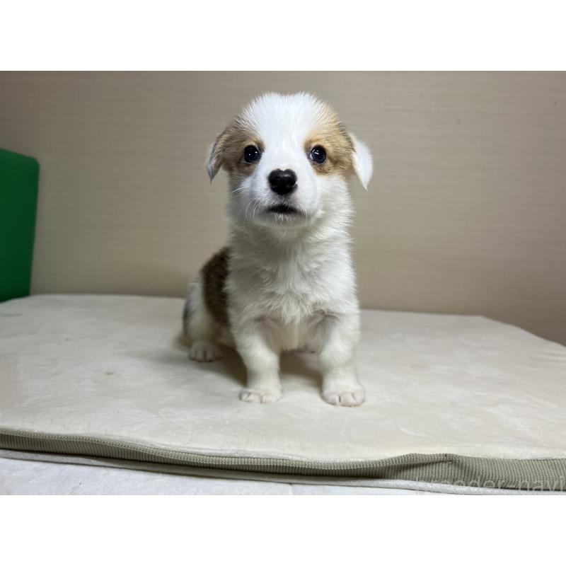 販売中の茨城県のウェルシュコーギーペンブローク-440485の3枚目