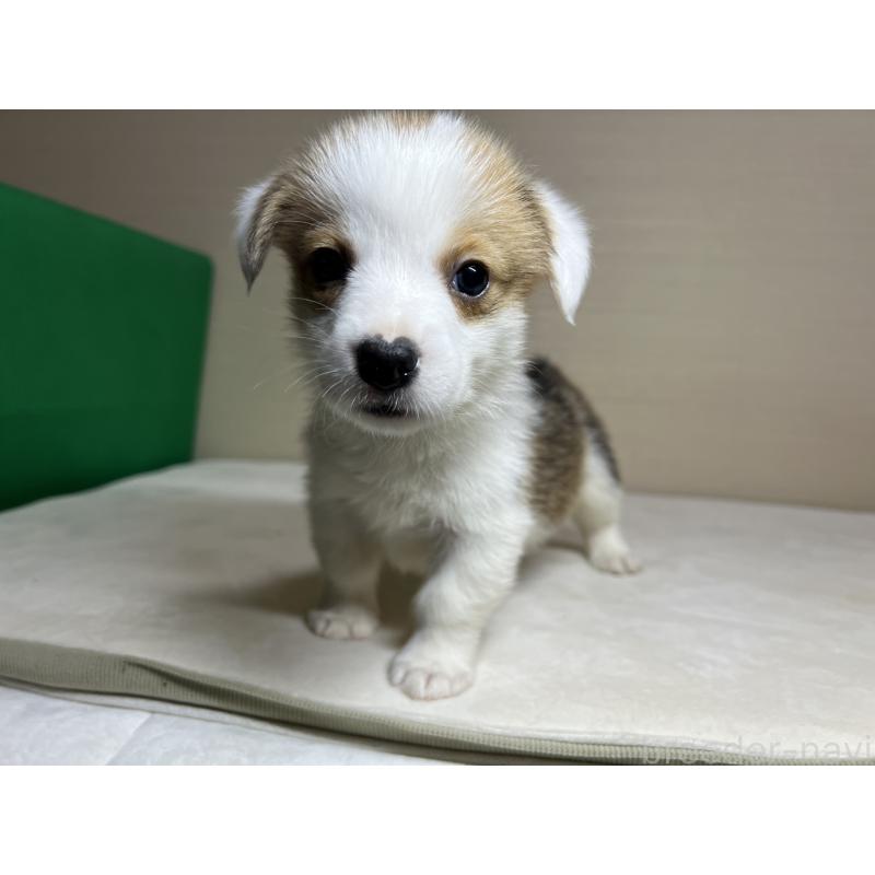 販売中の茨城県のウェルシュコーギーペンブローク-440485の2枚目