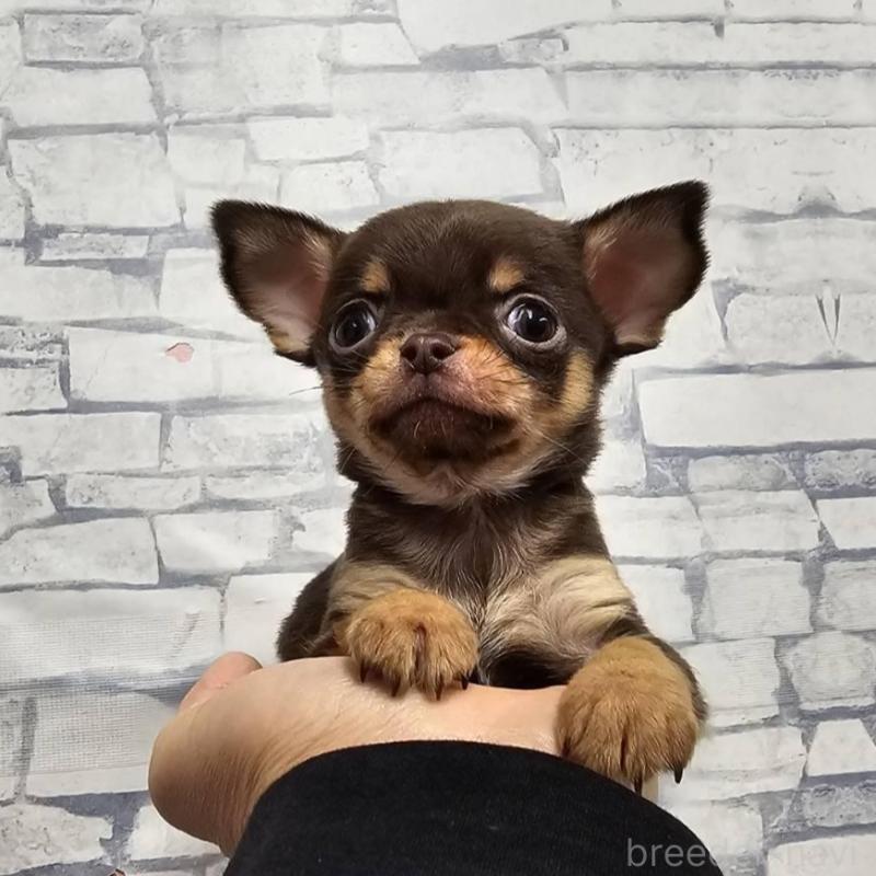 販売中の埼玉県のチワワ(スムースコート)-440487の3枚目