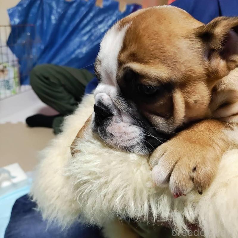 販売中の奈良県のブルドッグ-440486の3枚目