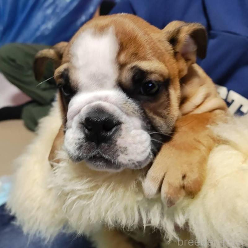 販売中の奈良県のブルドッグ-440486の2枚目