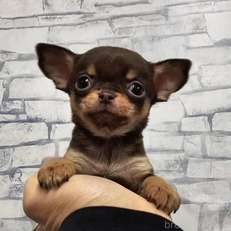 販売中の埼玉県のチワワ(スムースコート)-440487の2枚目