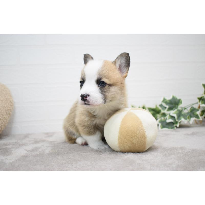 販売中の愛知県のウェルシュコーギーペンブローク-440507の20枚目