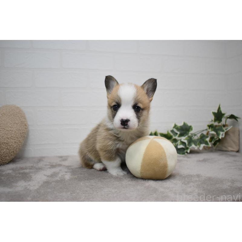 販売中の愛知県のウェルシュコーギーペンブローク-440507の19枚目