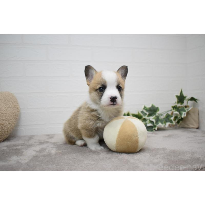 販売中の愛知県のウェルシュコーギーペンブローク-440507の18枚目